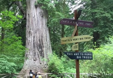 The Best Time to Visit Redwood National Park