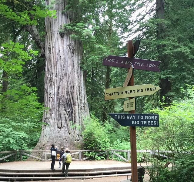 The Best Time to Visit Redwood National Park