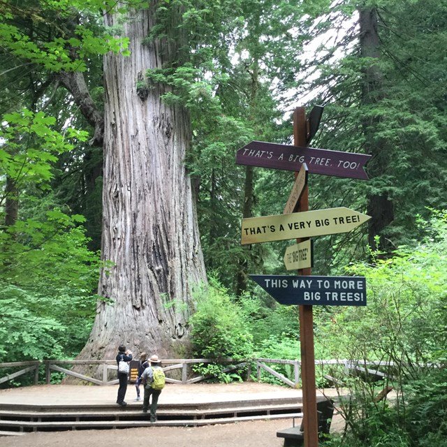 The Best Time to Visit Redwood National Park
