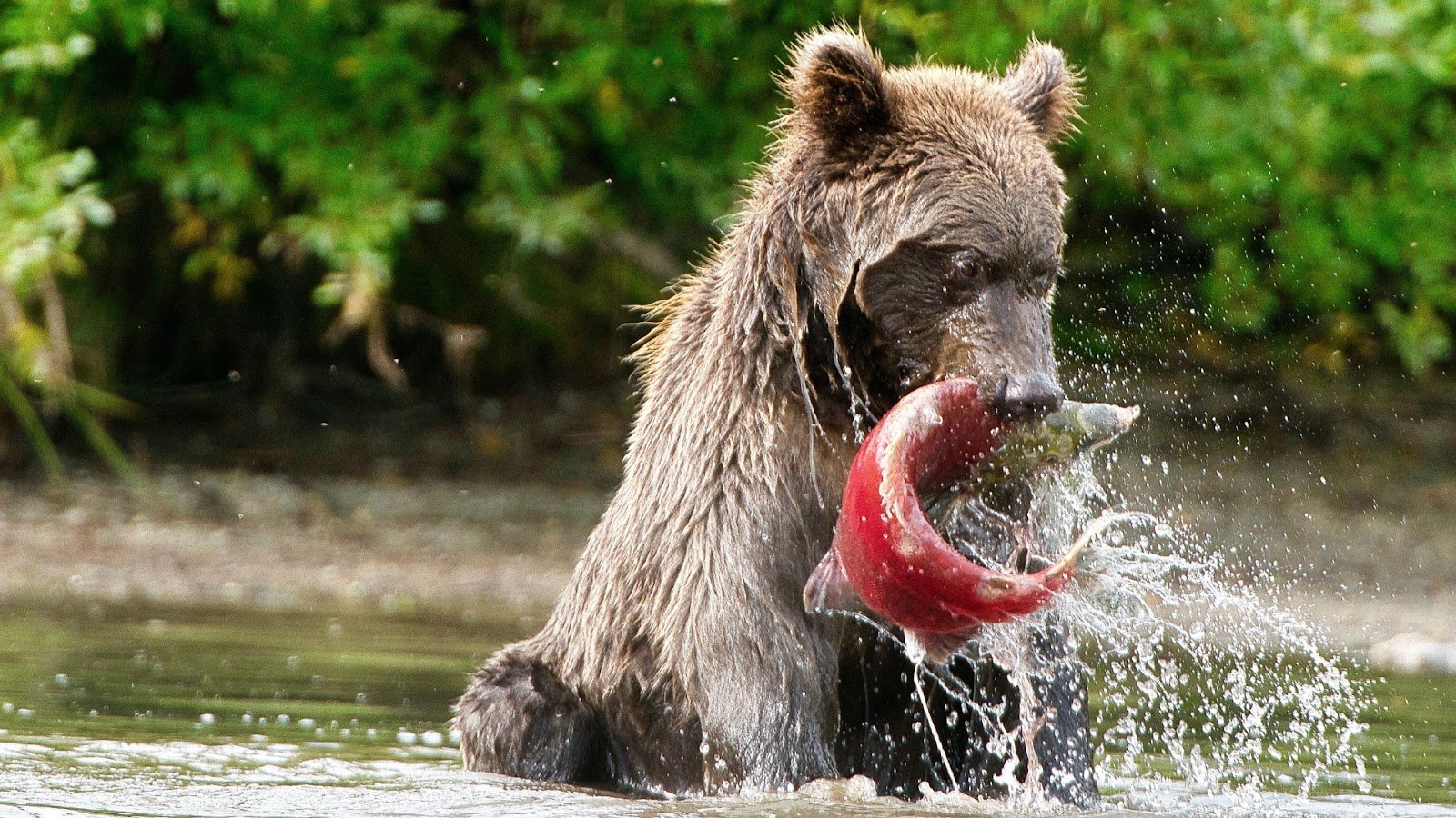 A closeup shot of a bear eating salmon