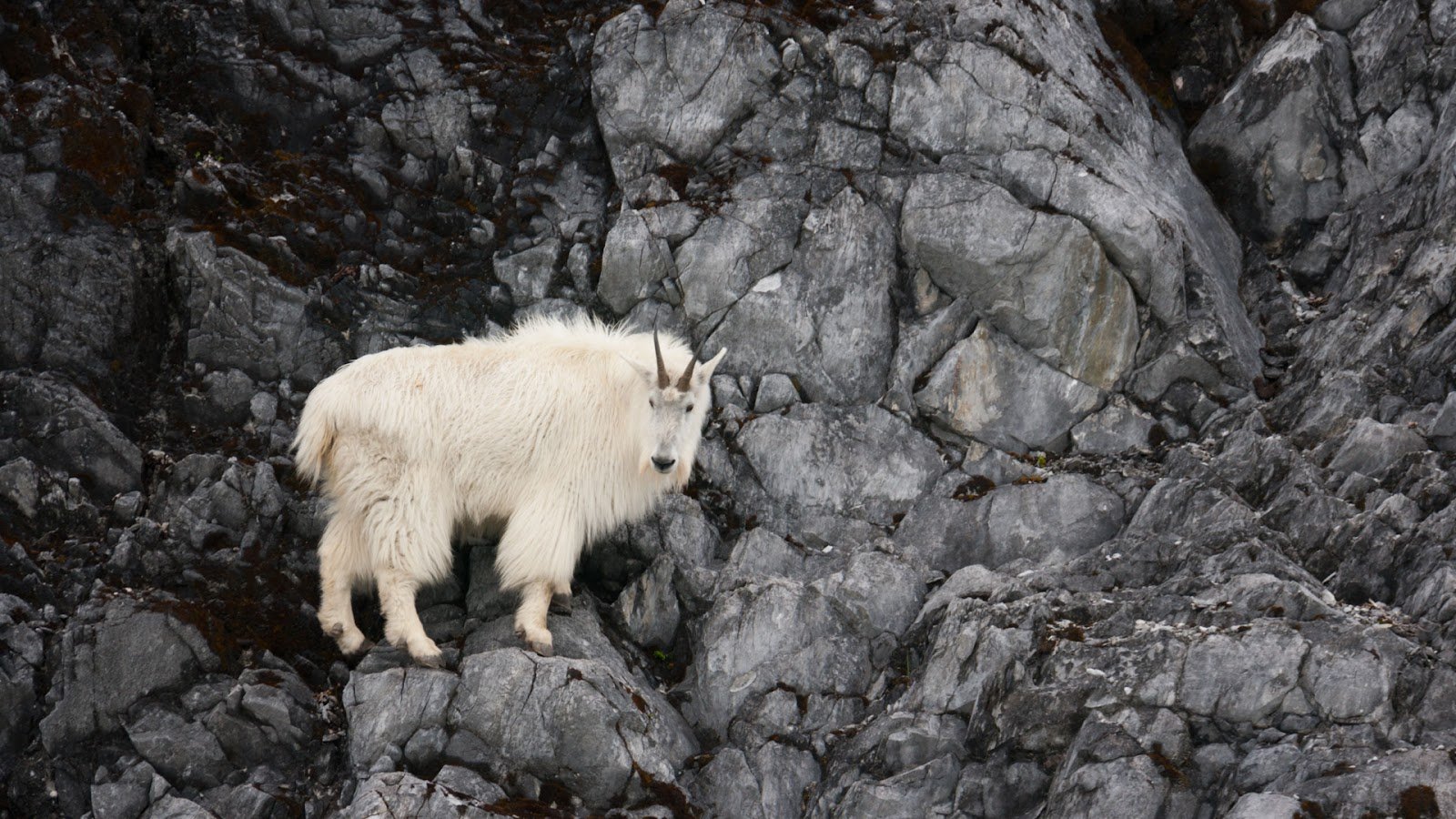 A mountain goat in Glacier bay