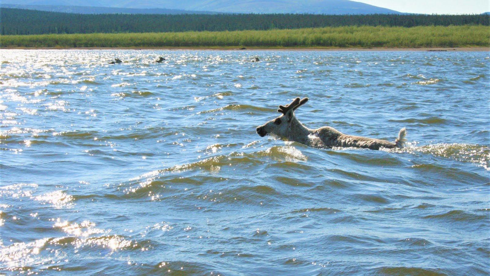 Caribou crossing Kobuk River