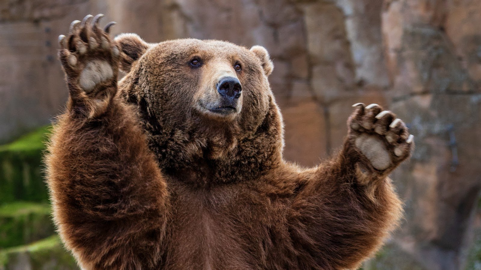 A funny photo of a bear