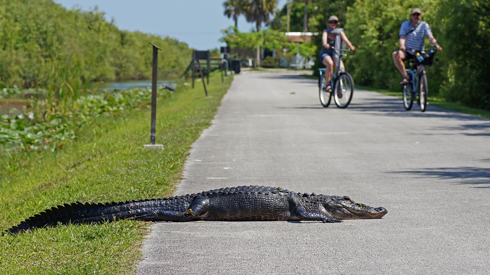 Biking in the Everglades