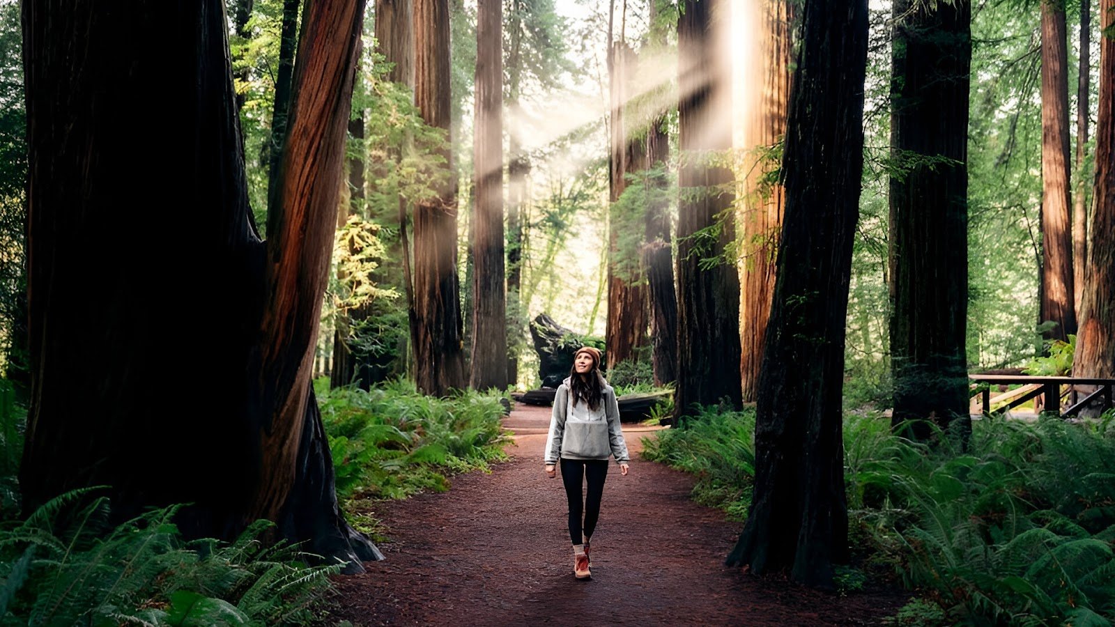 A tourist in the Redwood National Park