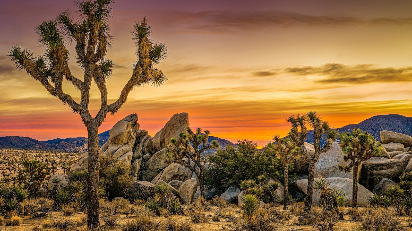 Joshua Tree National Park