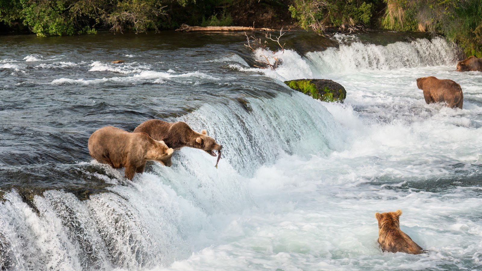 Bears fishing at Brooks Falls