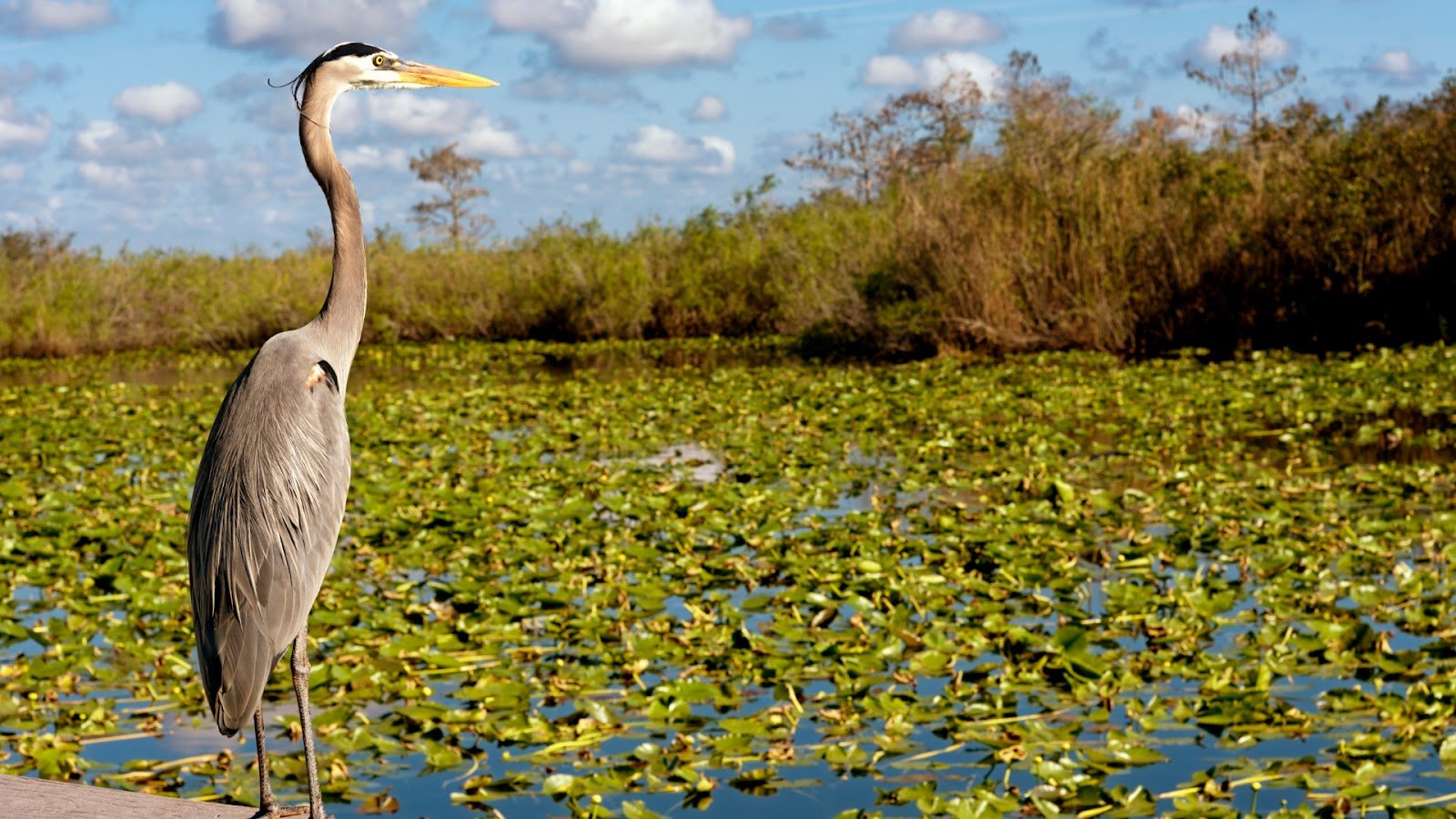 Everglades wildlife