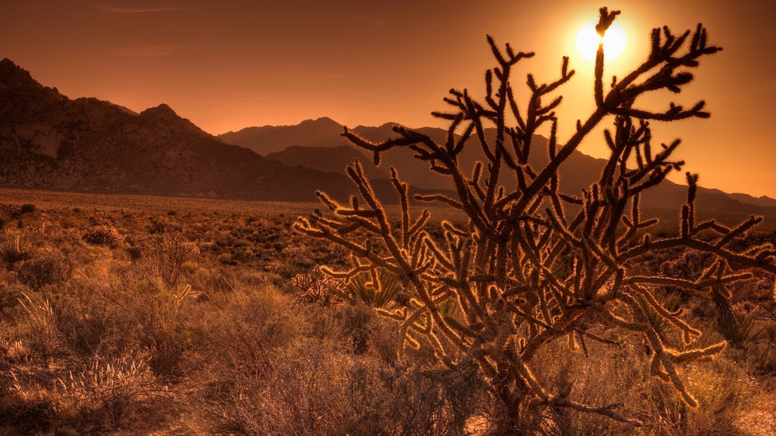 Mojave National Preserve
