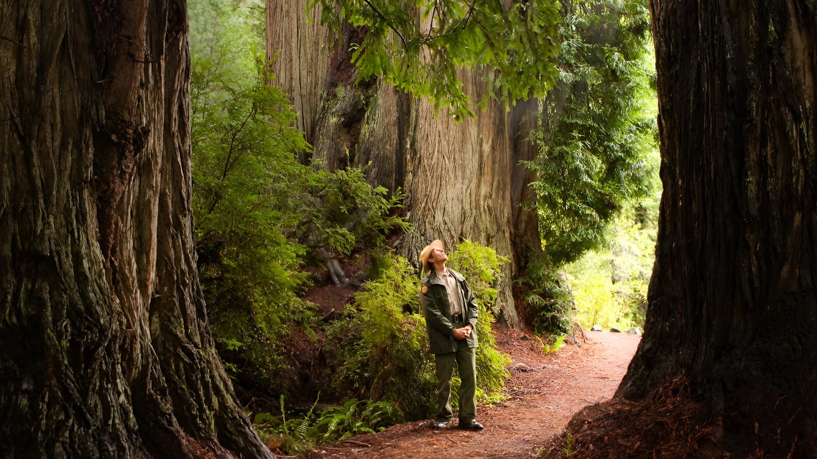 Exploring Redwood National Park