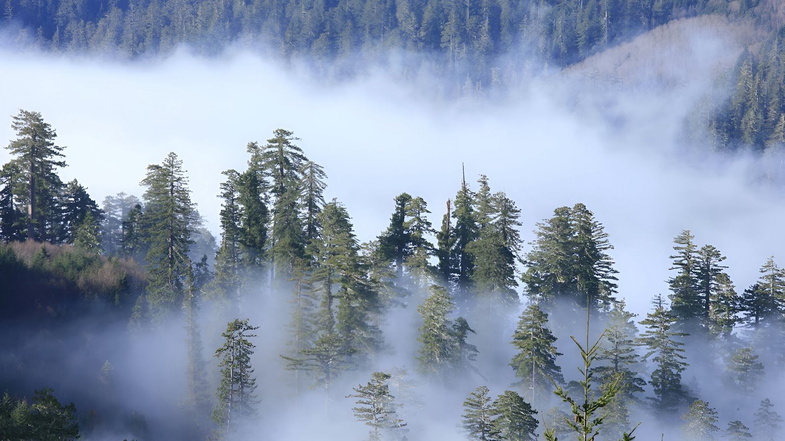 Redwood National Park during winter