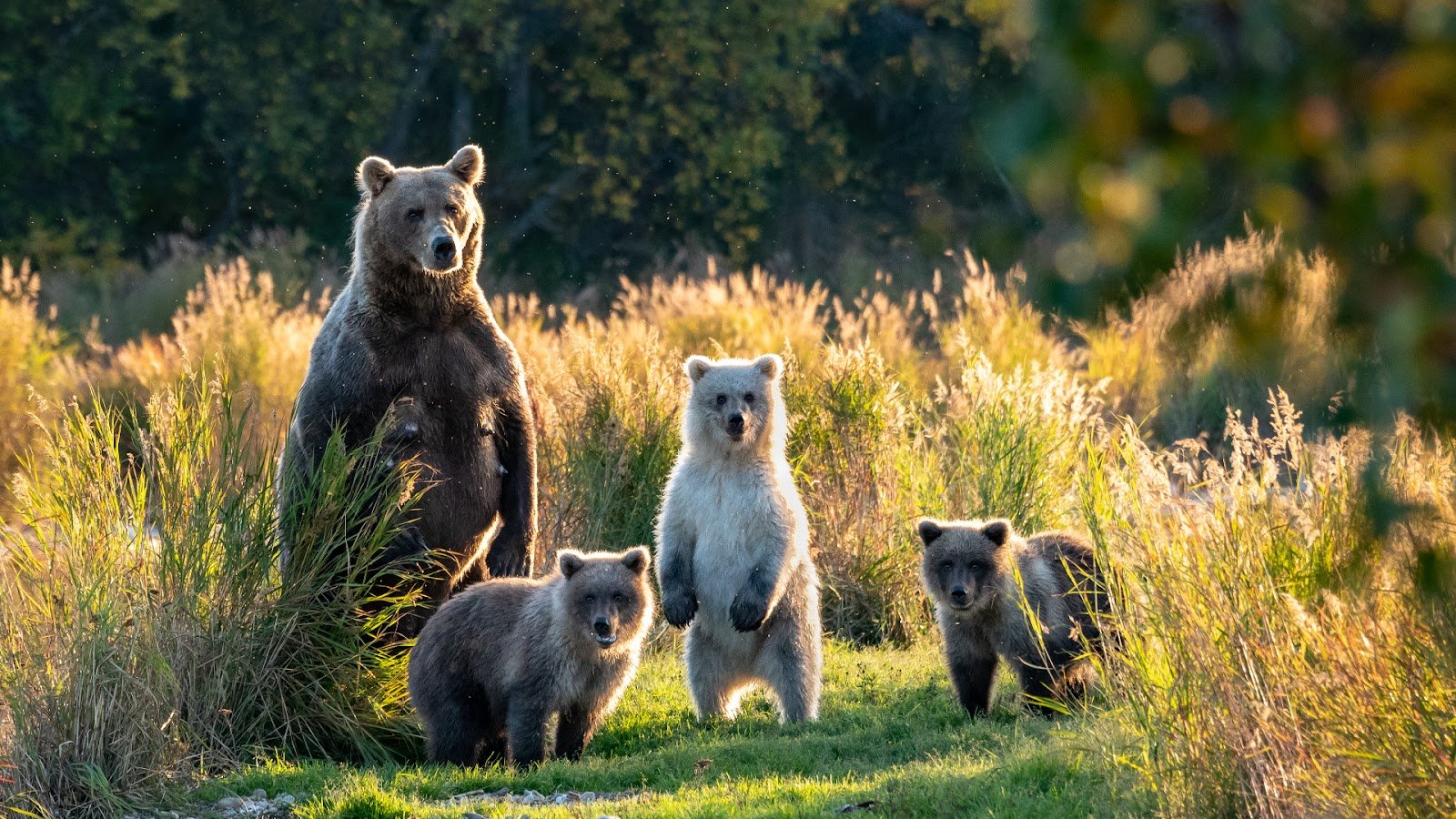 Bears - the main inhabitants of Katmai National Park