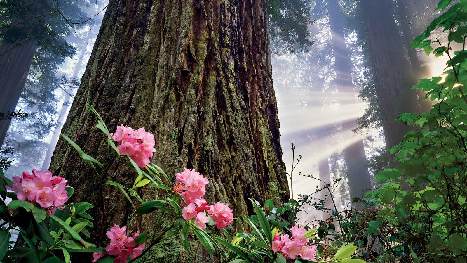 Redwood National Park during spring