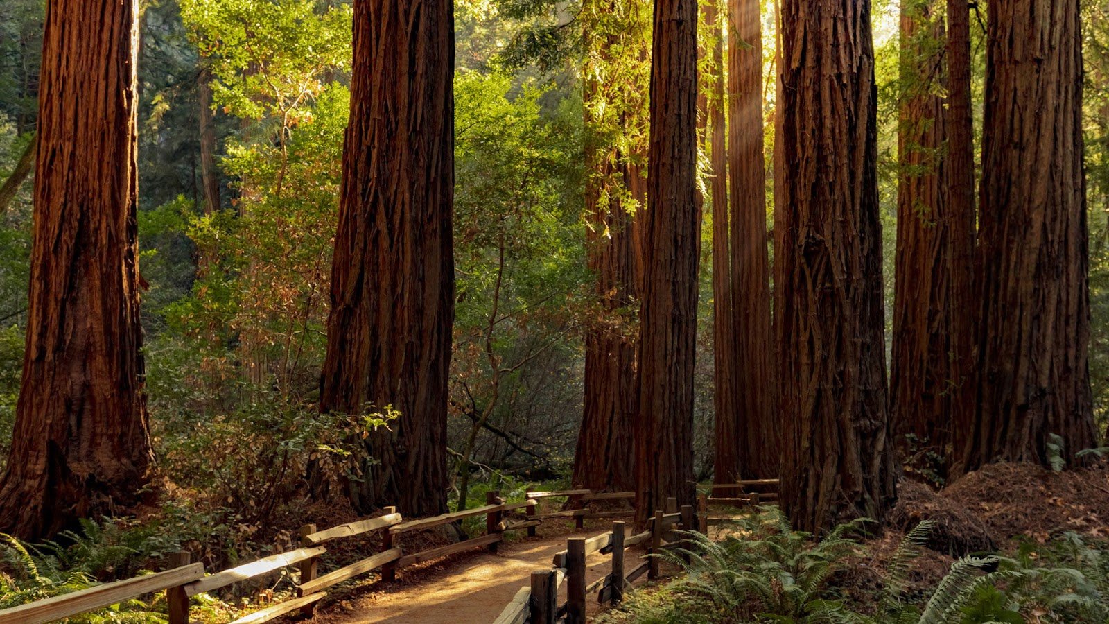 Redwood National Park during summer