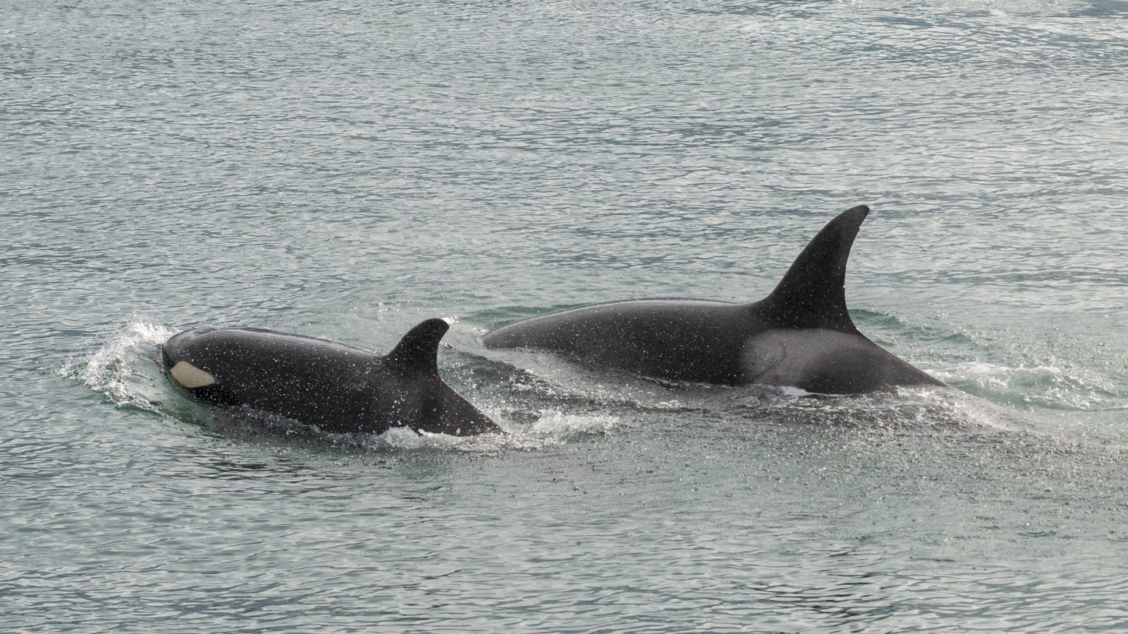 Orcas in Glacier Bay
