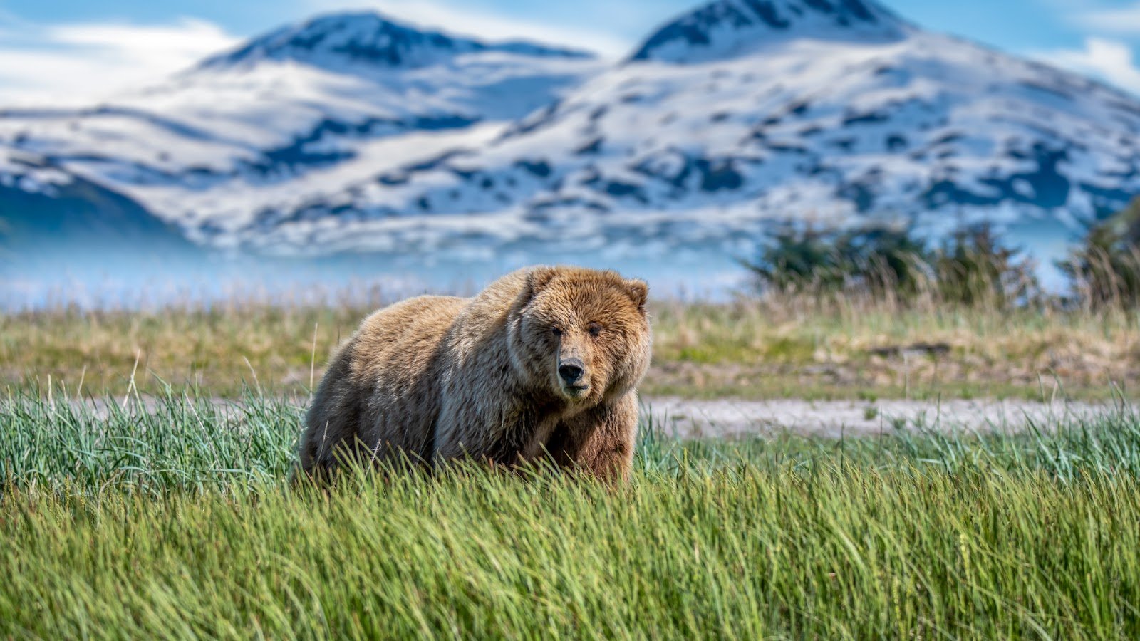 A bear in Lake Clark National Park