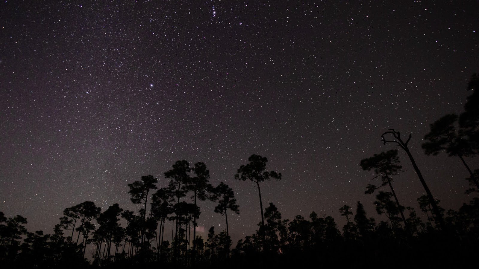 A starry night in the Everglades