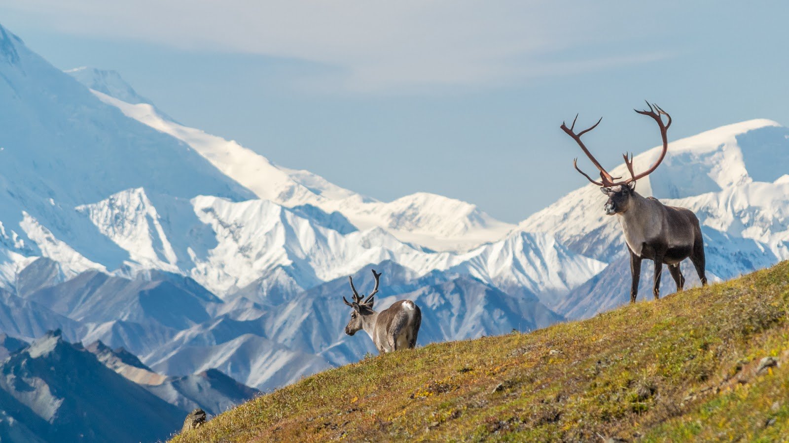 Denali's wildlife