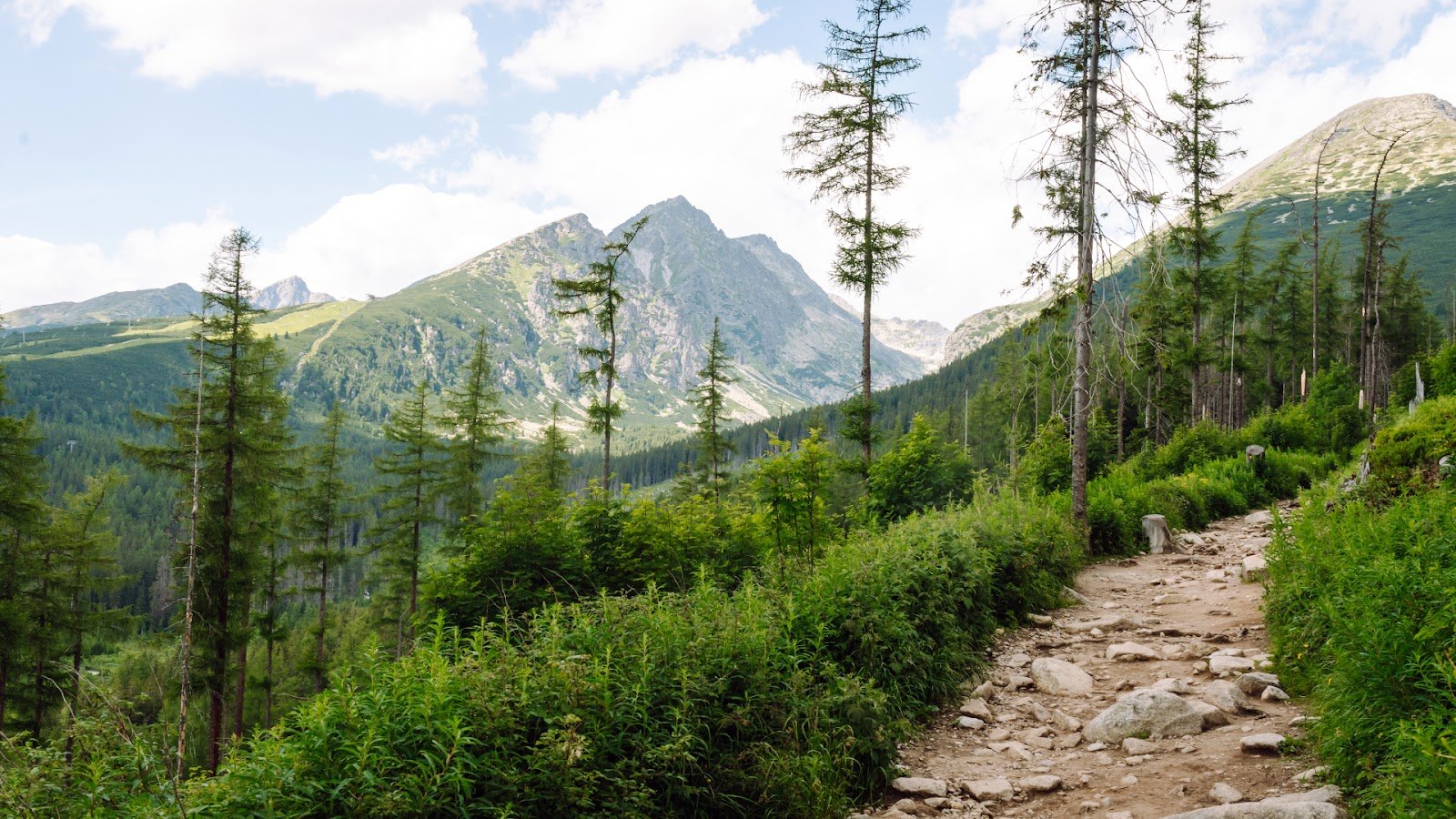 A hiking trail