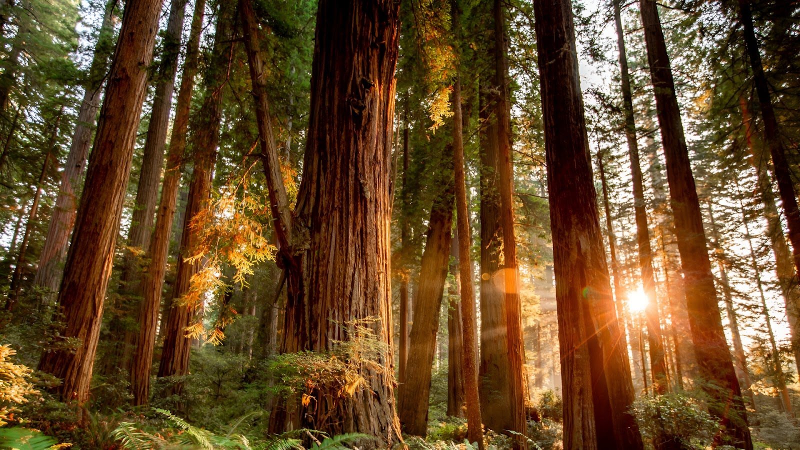 Redwood National Park