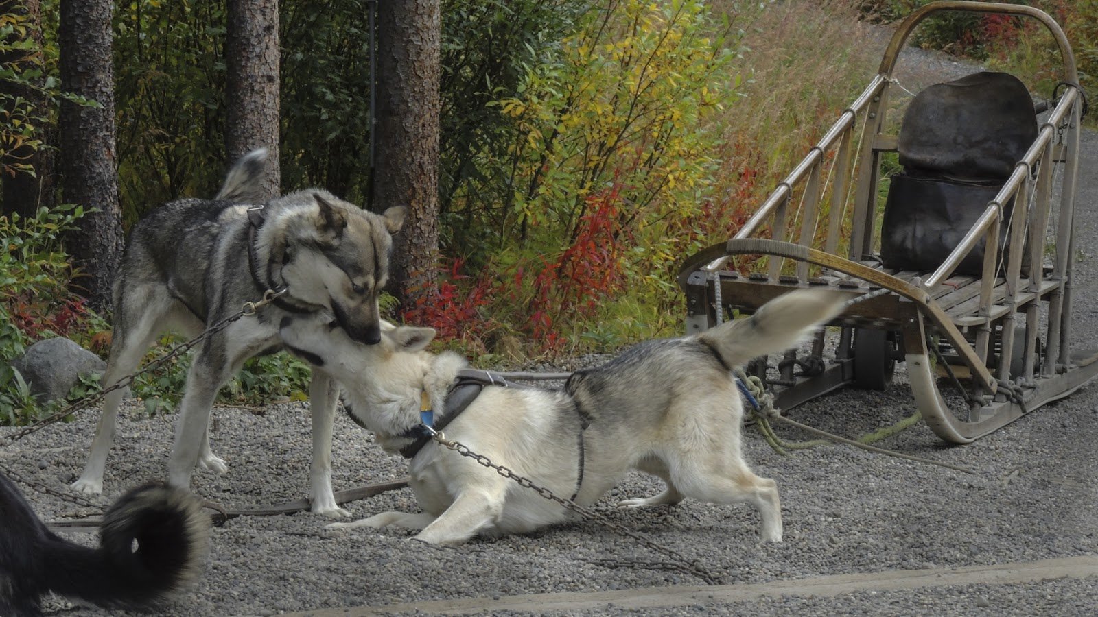 Sled dogs in Denali National Park