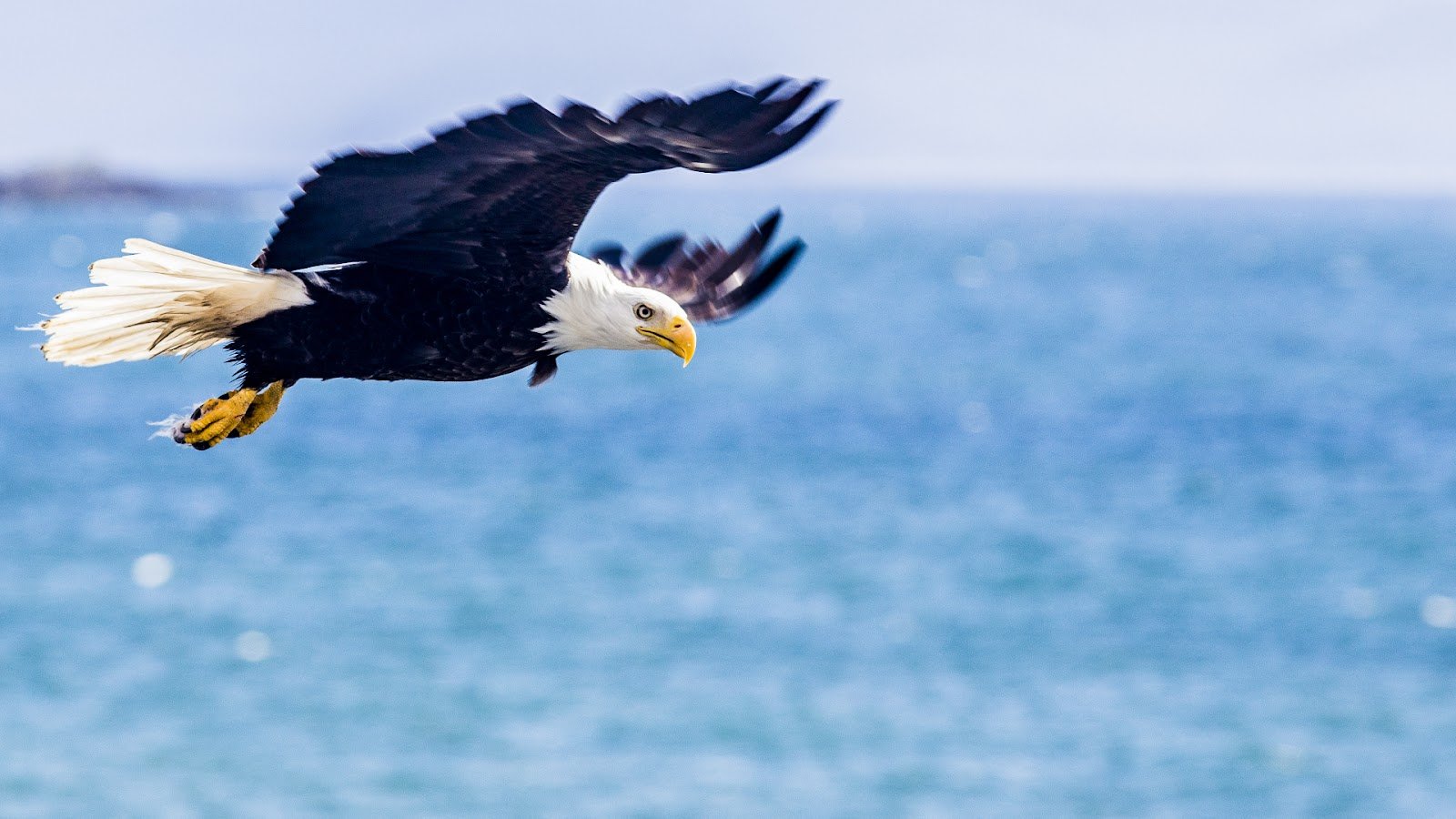 A bald eagle in Glacier Bay National Park