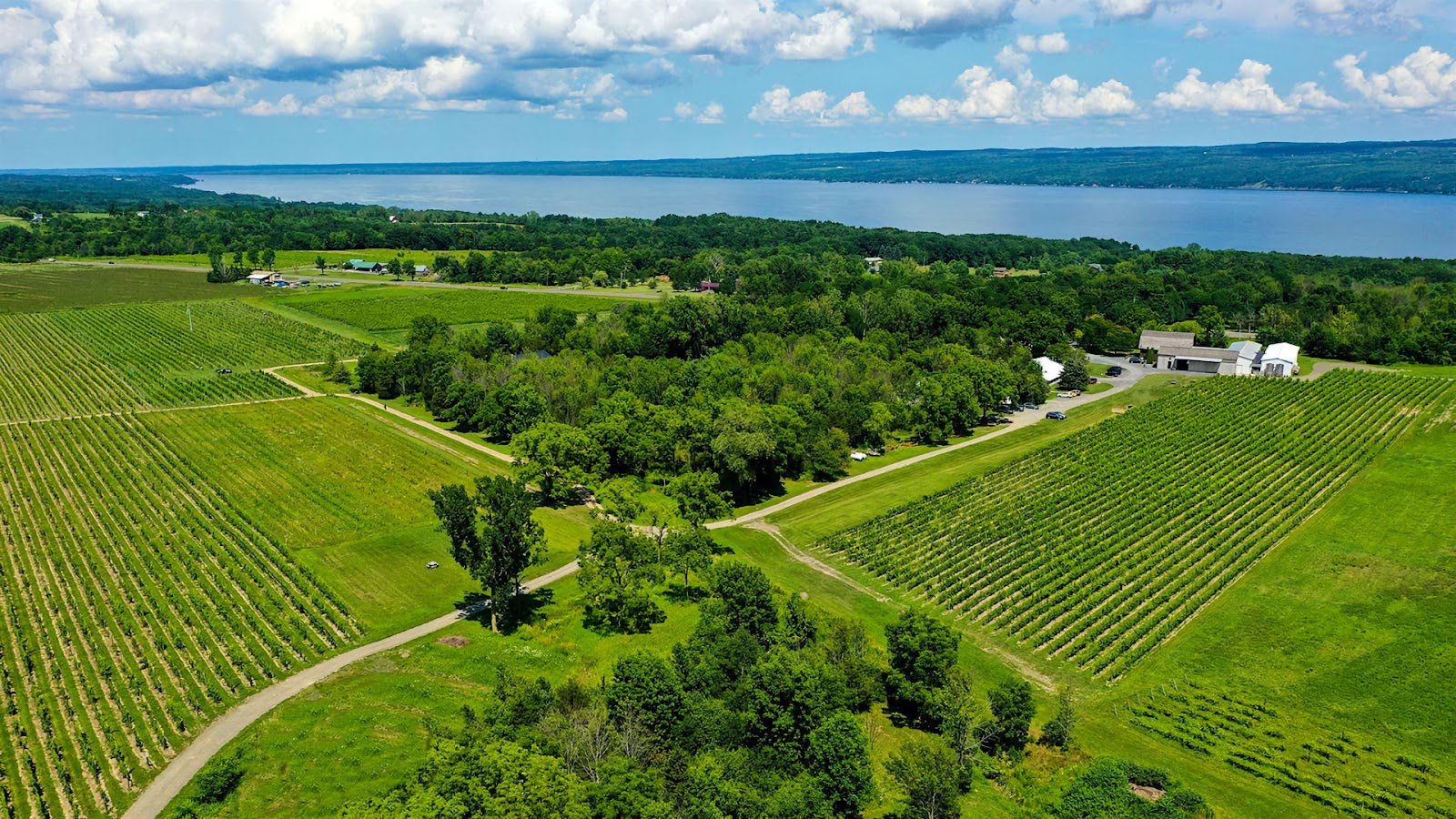 Hermann J. Wiemer Vineyard