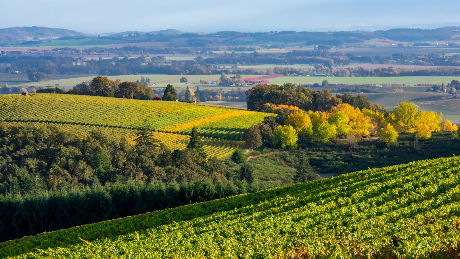 Willamette Valley Vineyards
