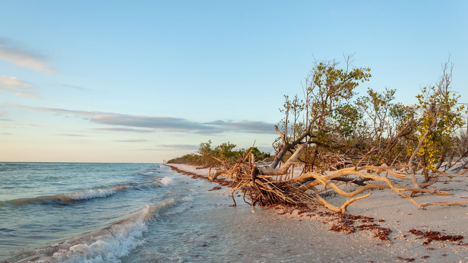 Honeymoon Island