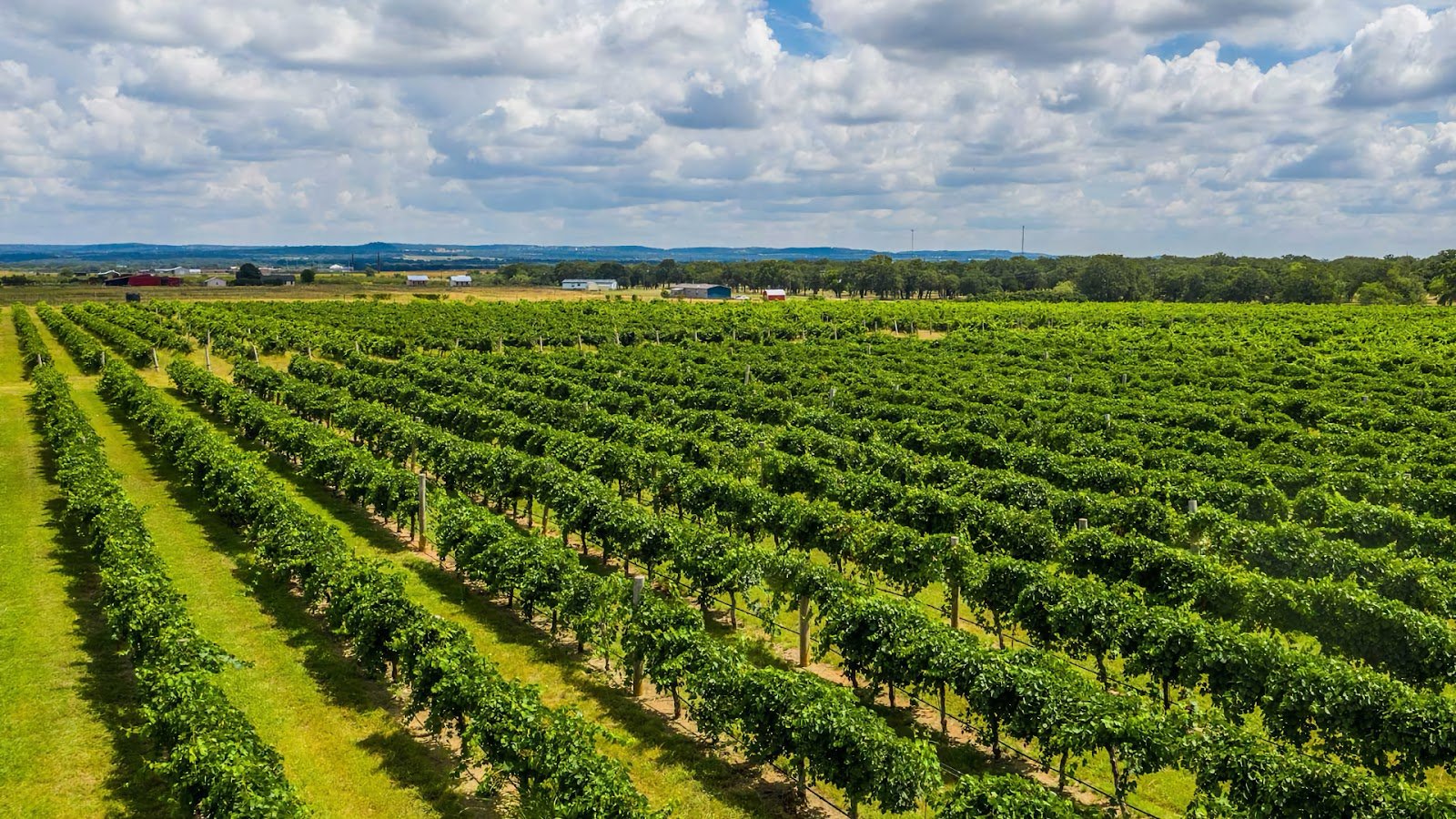 A vineyard