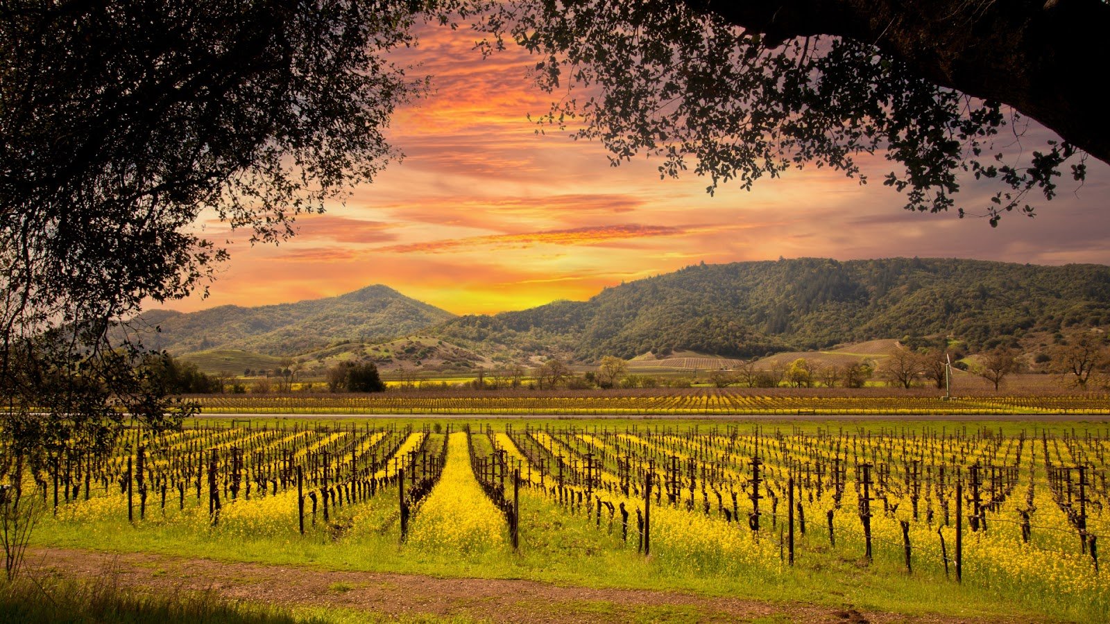Napa Valley