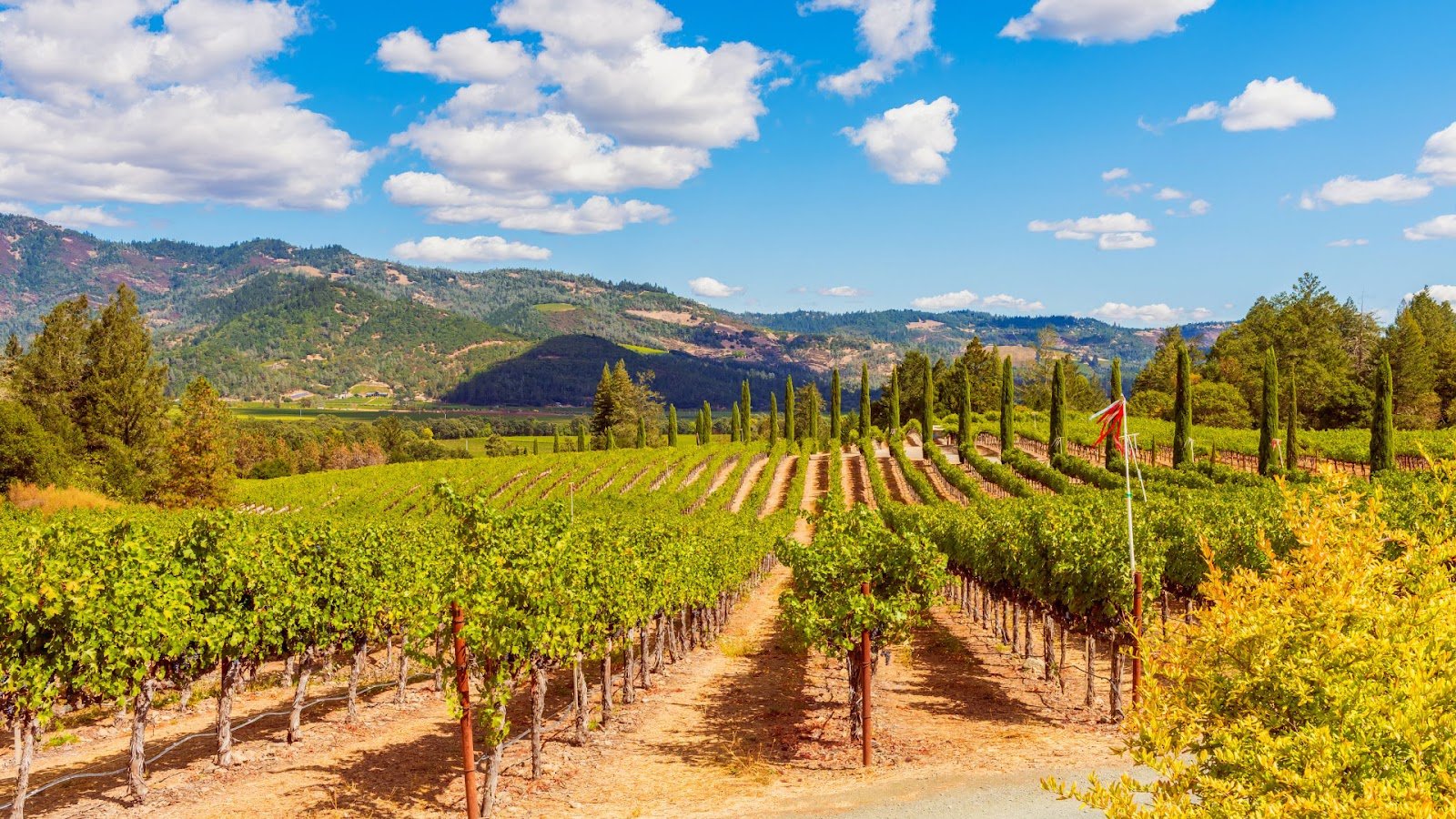 A US vineyard