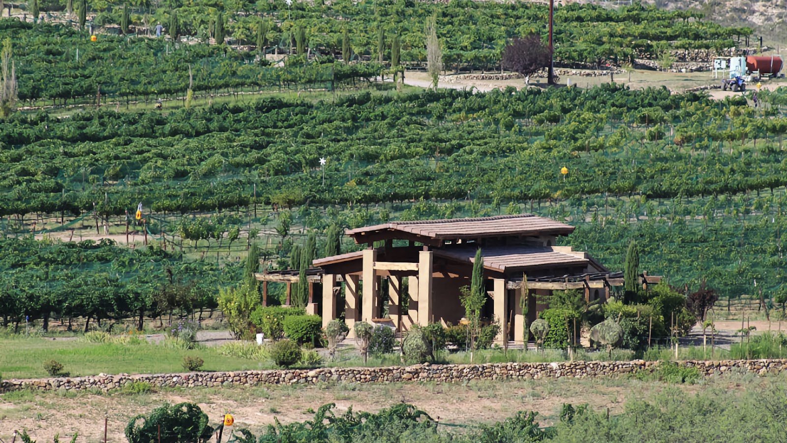 Alcantara Vineyards