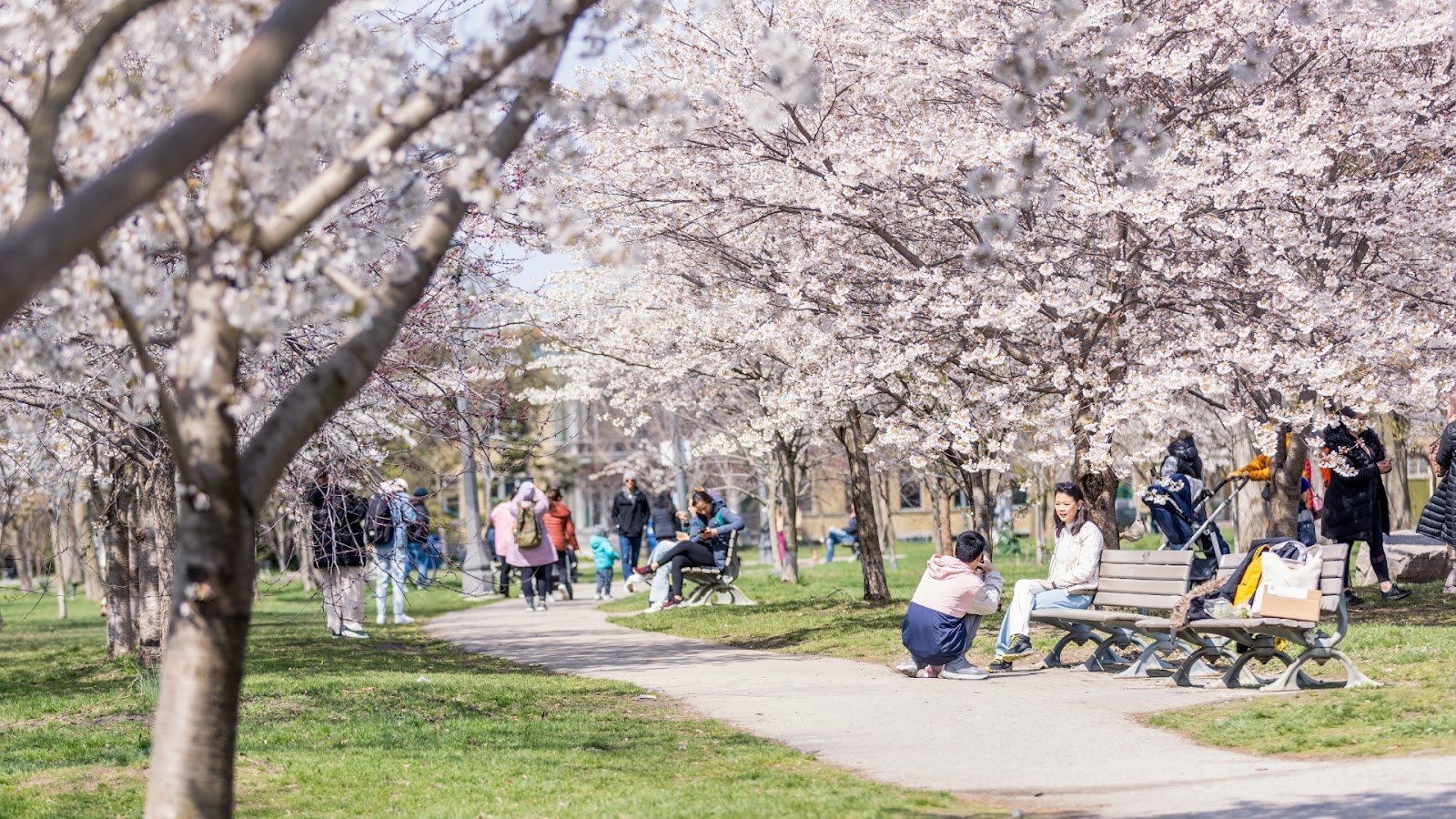 Trinity Bellwoods